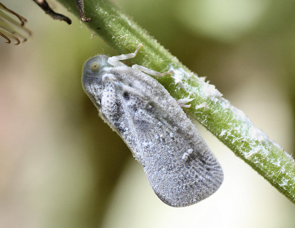  un lepidottero ?? No, Metcalfa pruinosa